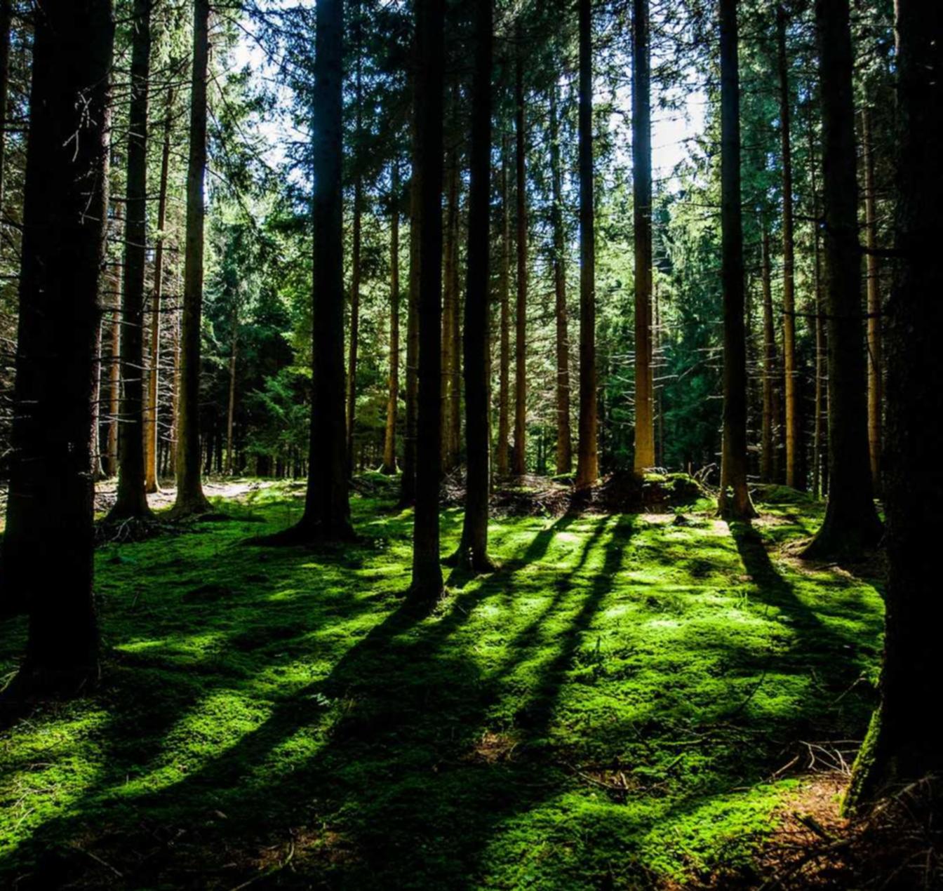 二战风云2：向日葵视频app详情下载教程免费