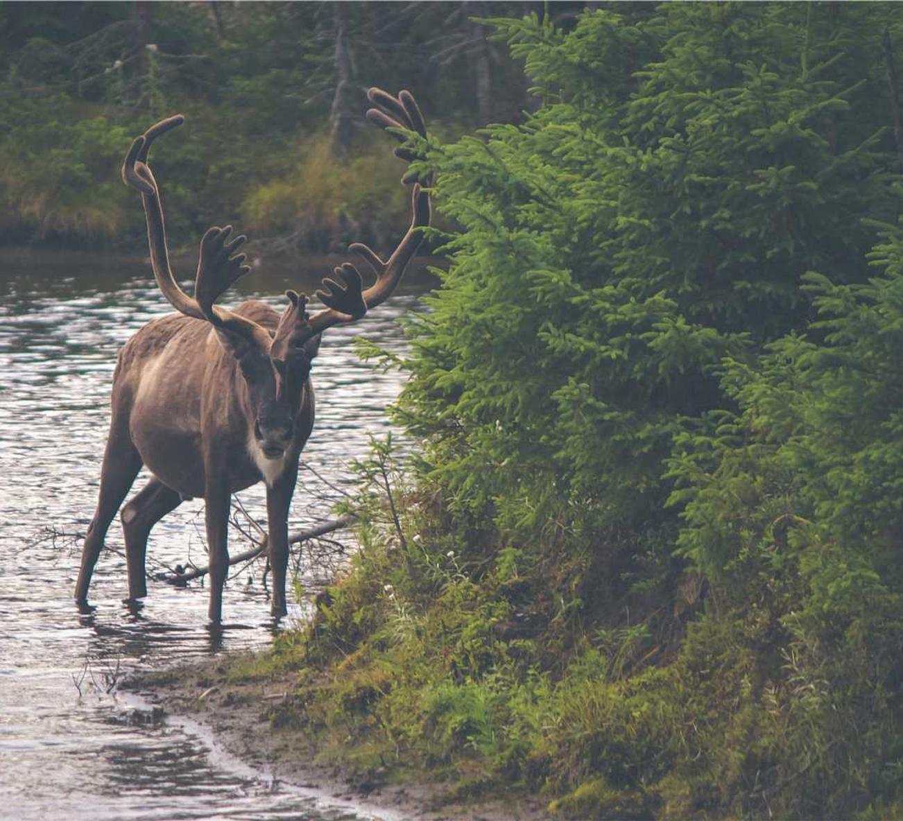 各类app实名实名账号：古琴购买平台推荐