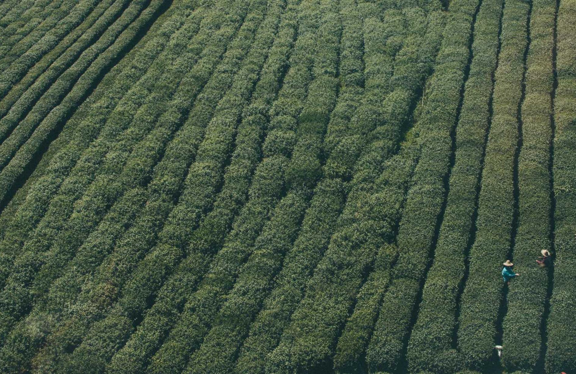 互联网时代的技术支持经济学：手游规则和框架，市场战场上的策略分析