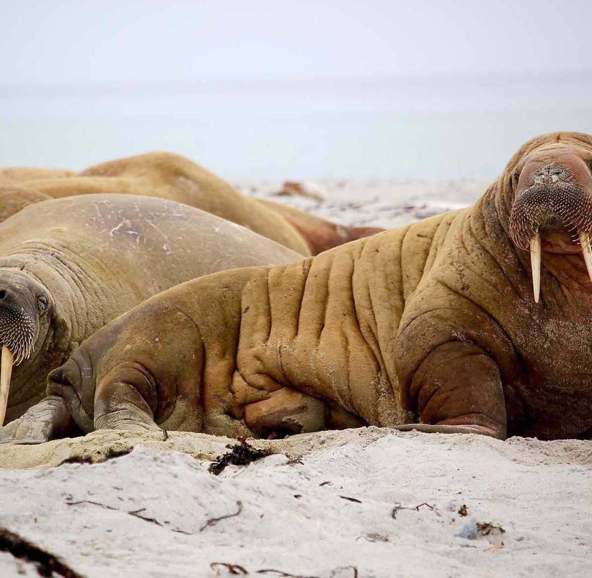 杏悦新疆禽类购买平台