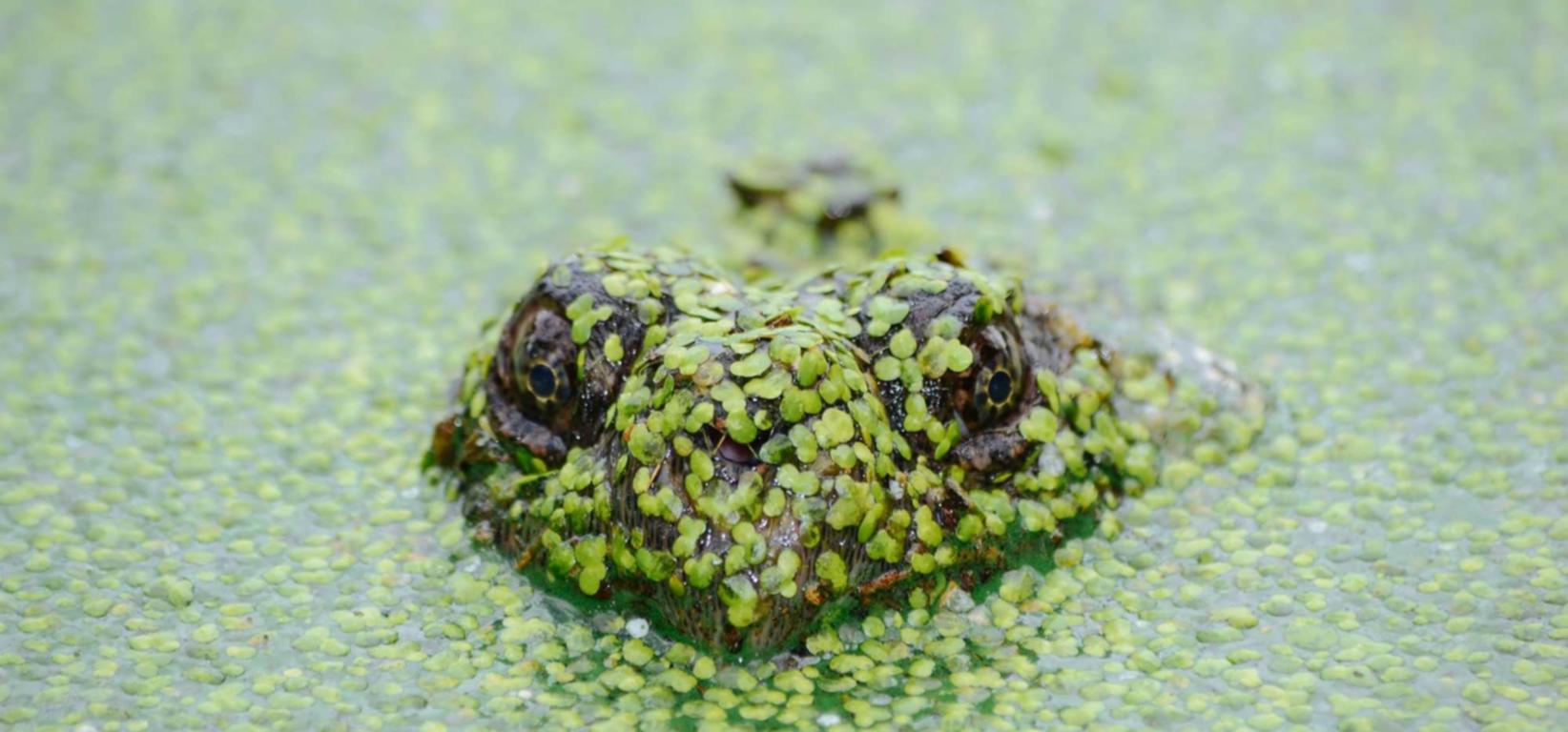 哪些游戏易受技术支持攻击