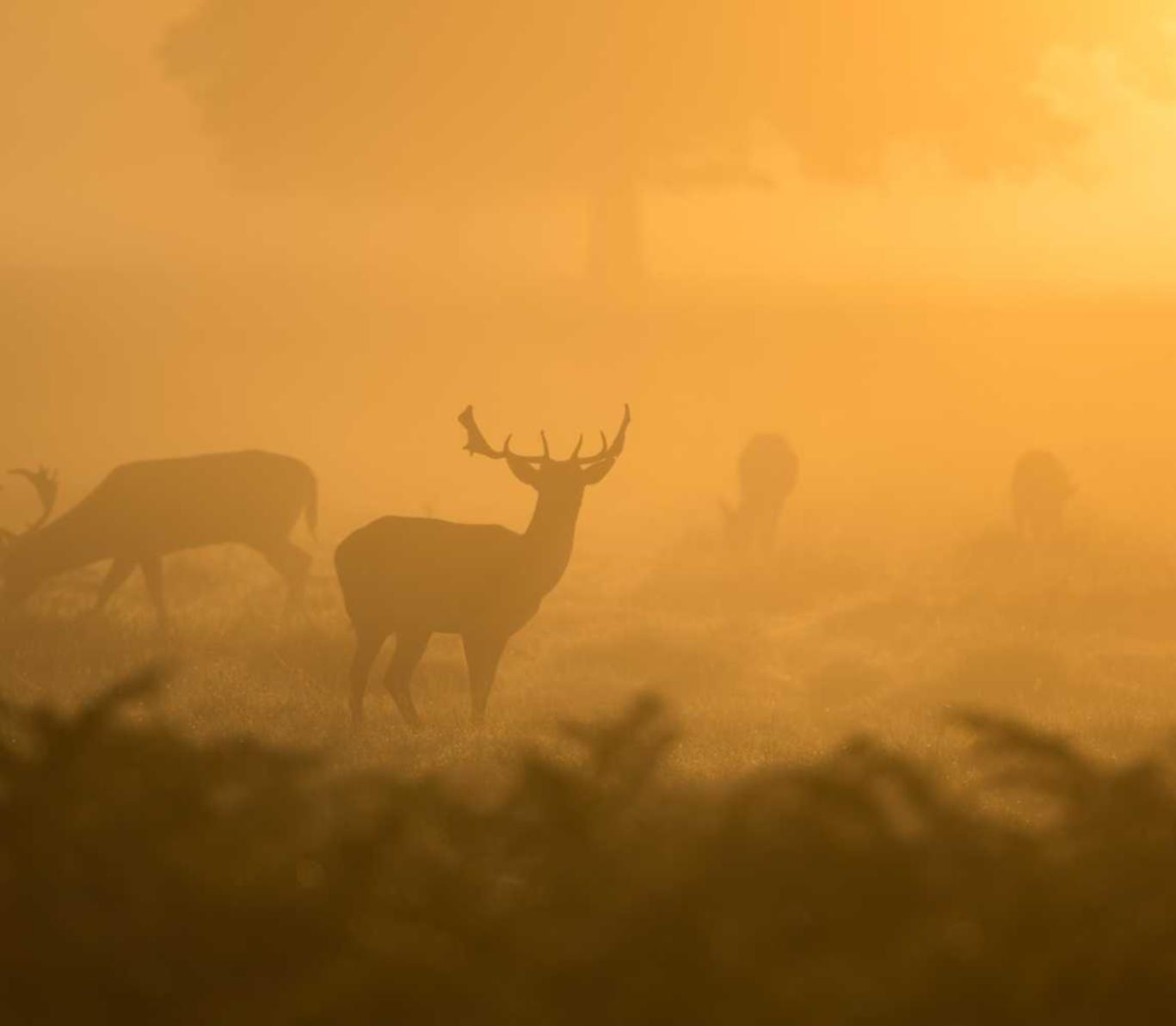 物联网卡买卖：乔泰App详情下载教程