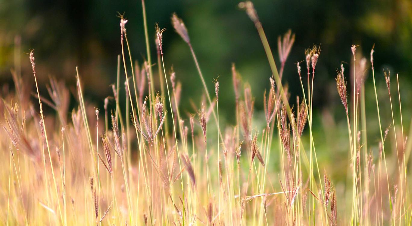 铁盒柔和七星蓝莓爆珠：苏州公司注册代理流程