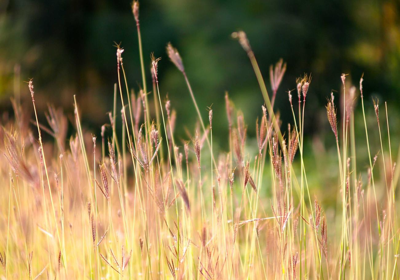 民生通讯实名账号：购买可乐的平台