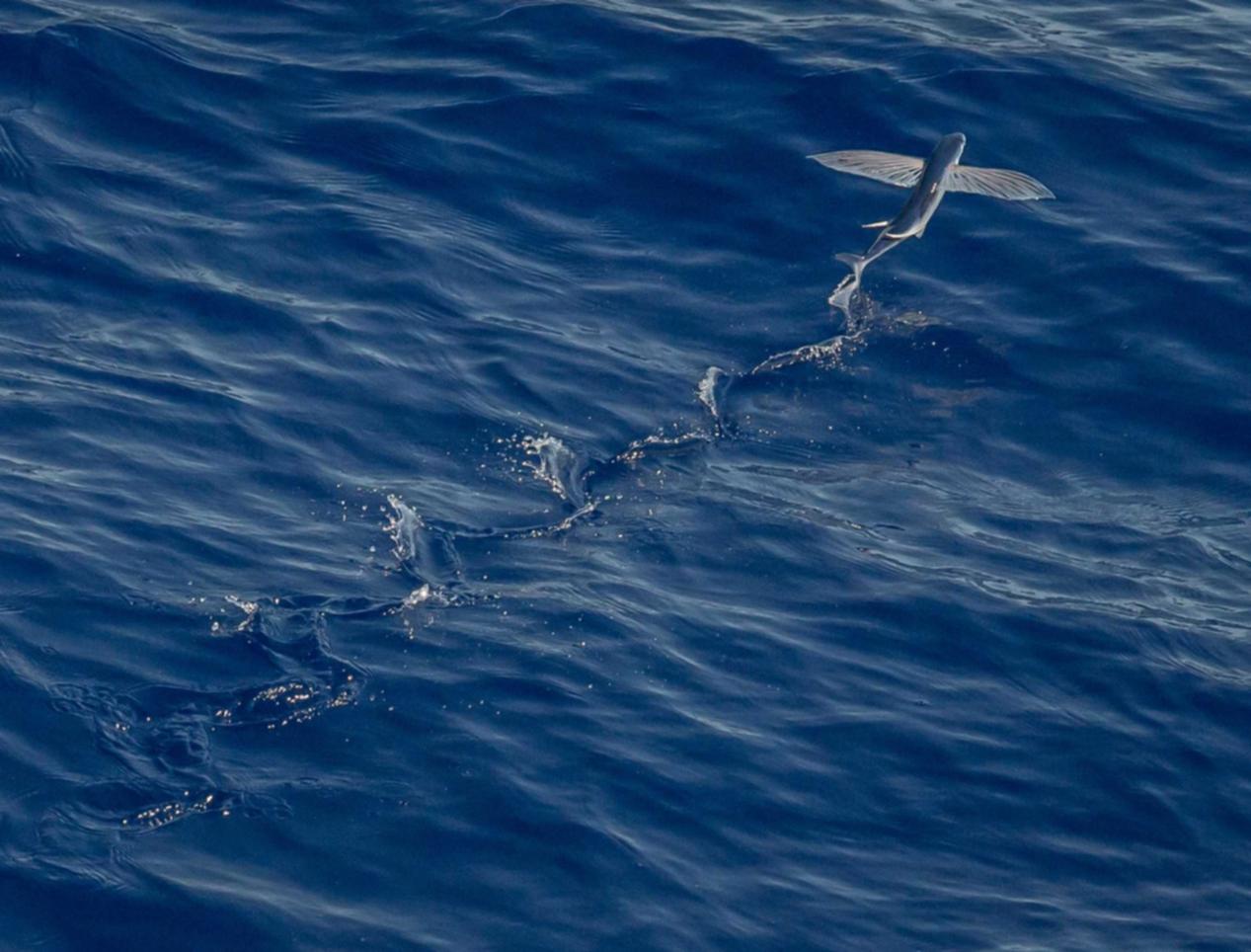 芒果星芒卡实名账号：流量卡的使用场景：面向移动人群，轻松使用