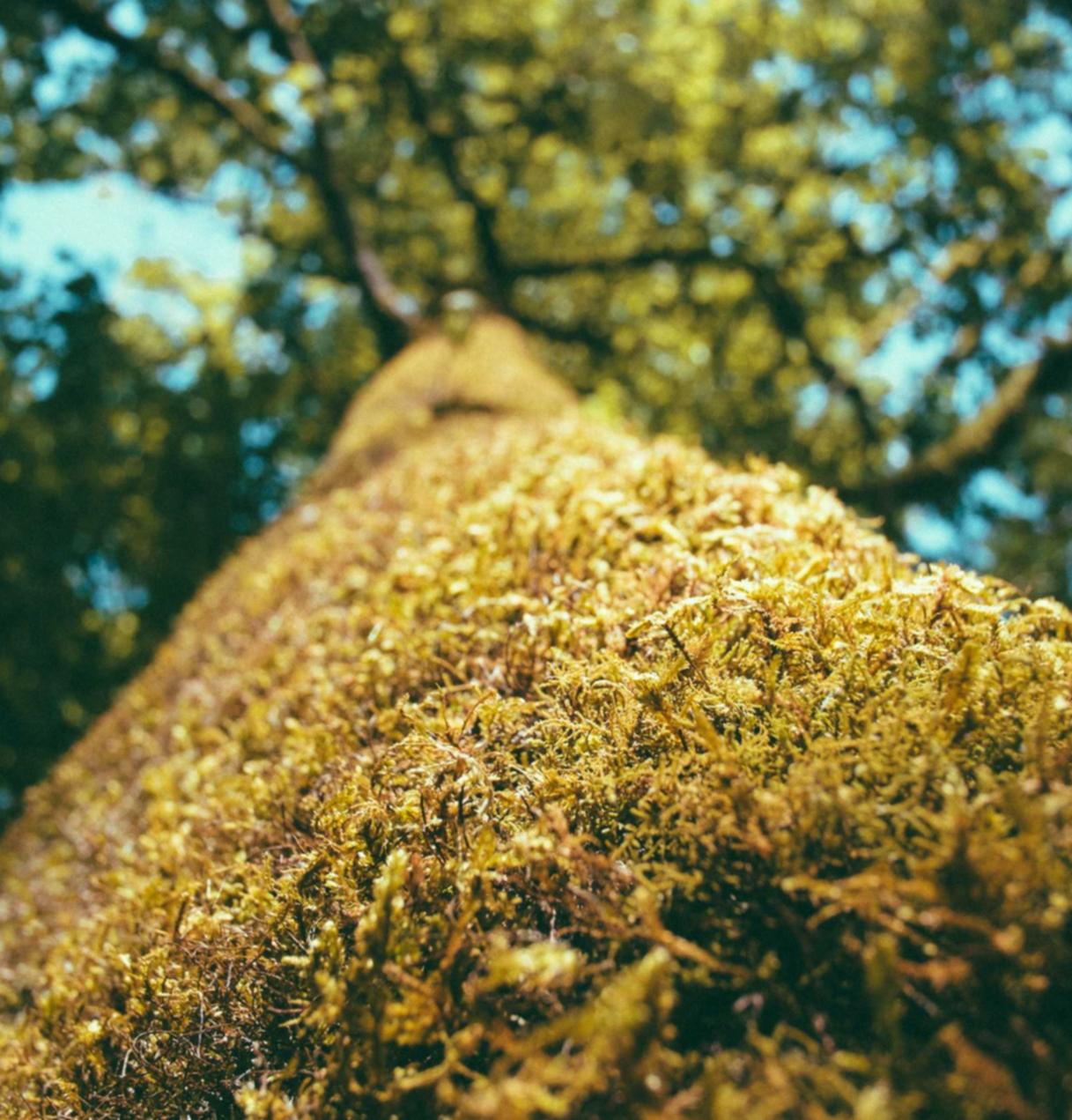 雾森：农产品现货开户平台