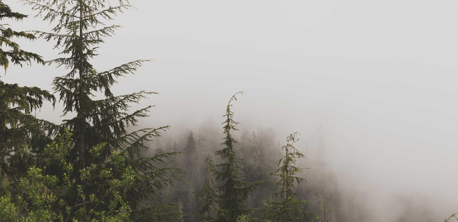 猫之宿约者:龙岗公司注册代理