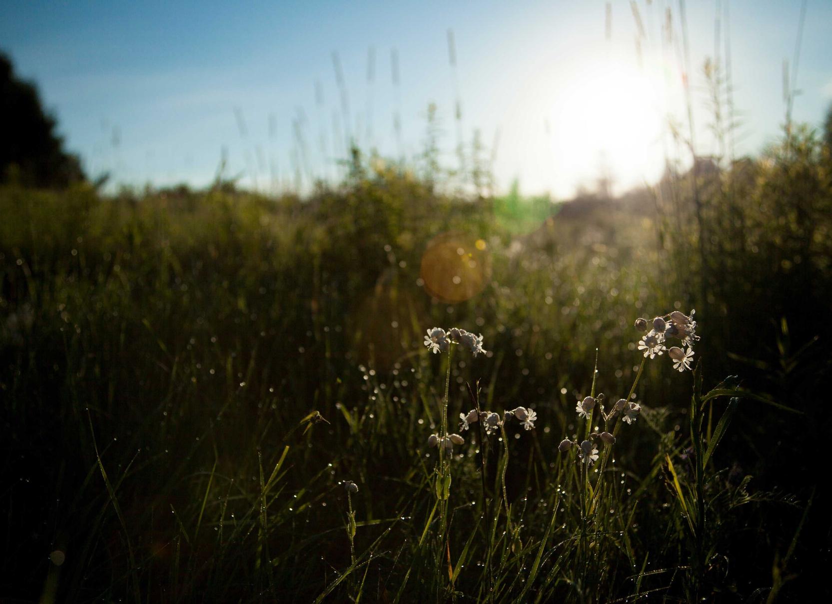 租微信号：网络短信平台代理