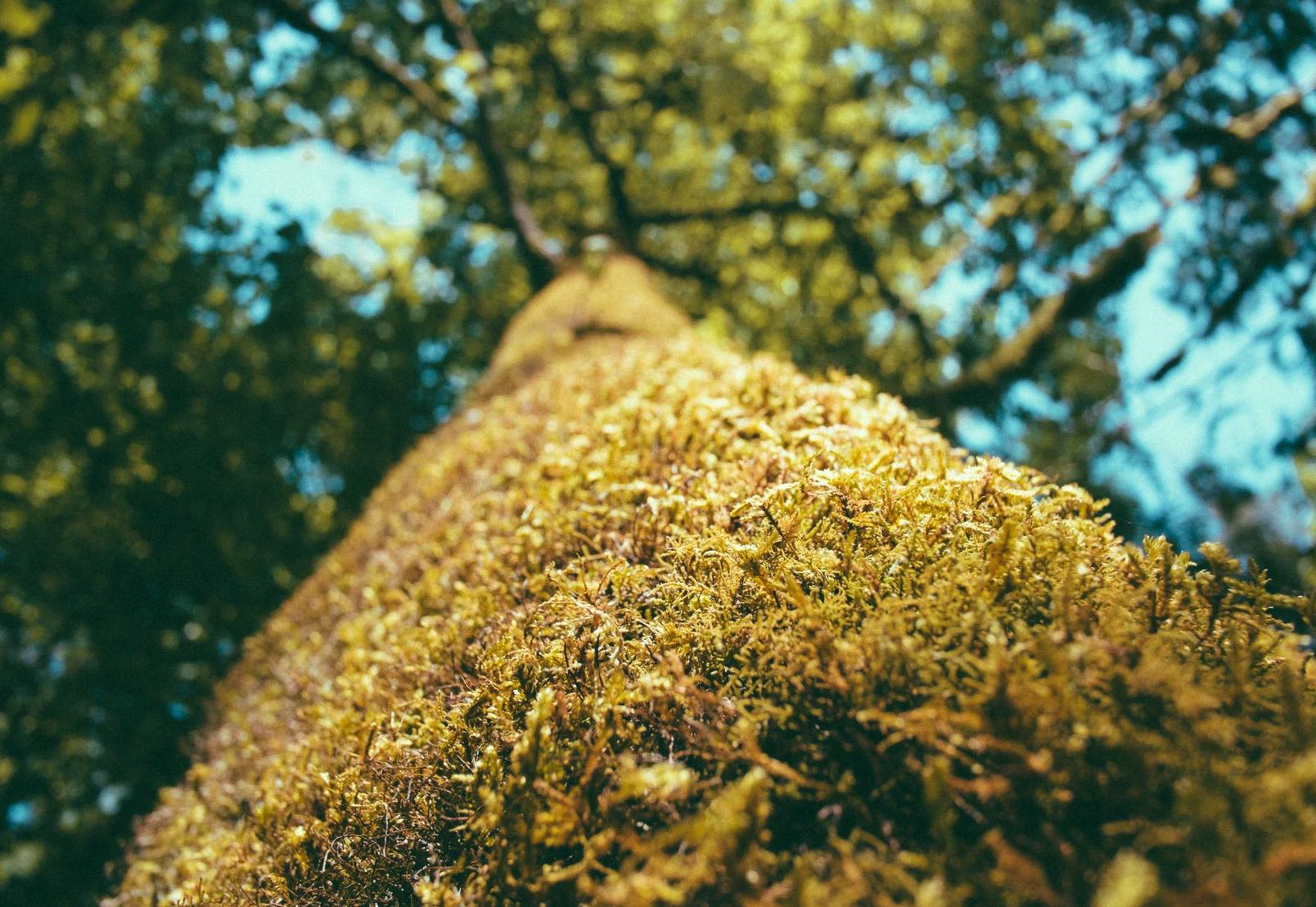 二战风云2:鹿城注册会计代理平台