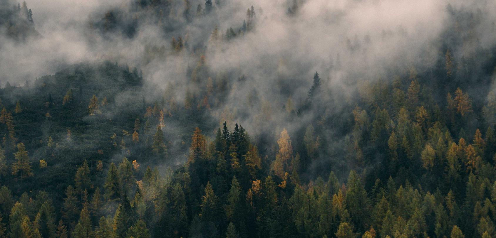 百度实名账号：如何在短信中使用调查问卷以获取客户反馈