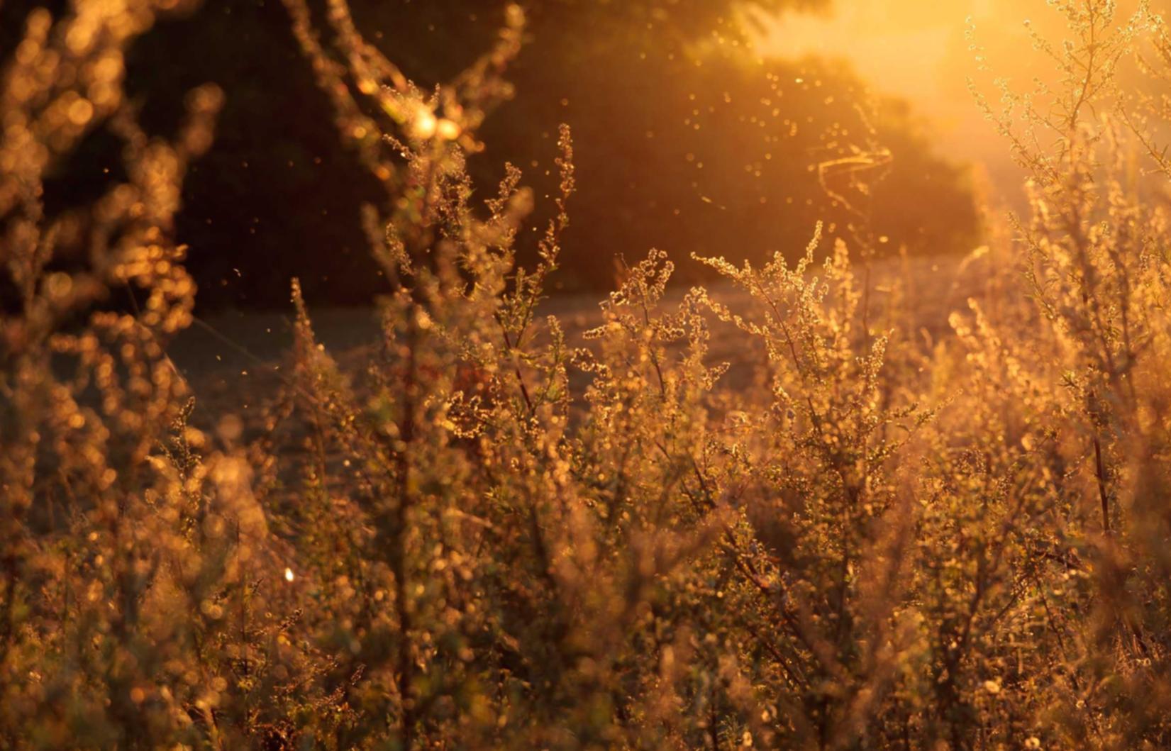 铁塔猫酸奶爆珠（粗）：代理企信平台